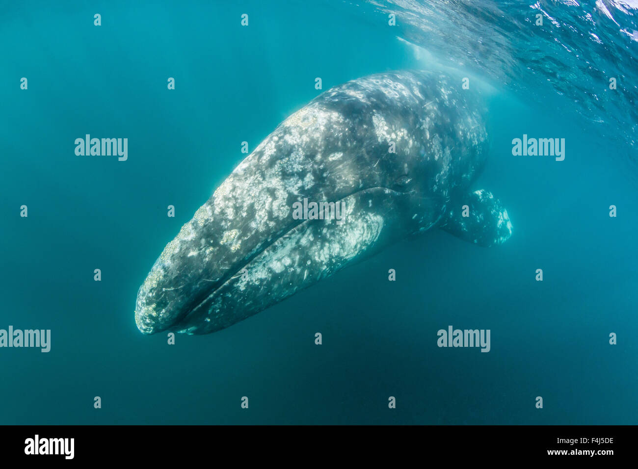 California gray whale (Eschrichtius robustus) mother underwater in San Ignacio Lagoon, Baja California Sur, Mexico Stock Photo