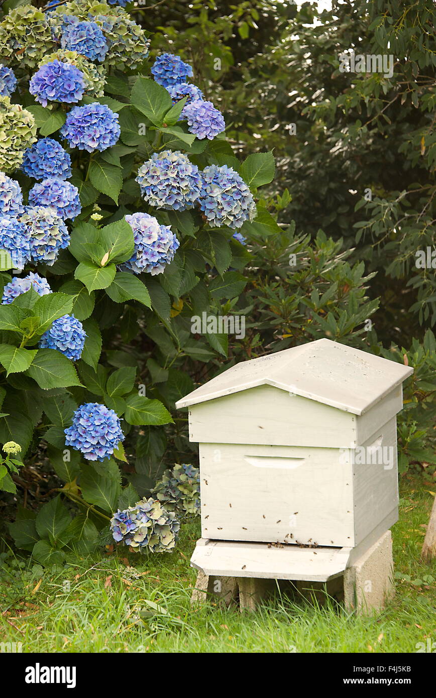 Bee hive and blue hydrangea, Botanical gardens of Chateau de Vauville, Cotentin, Normandy, France, Europe Stock Photo