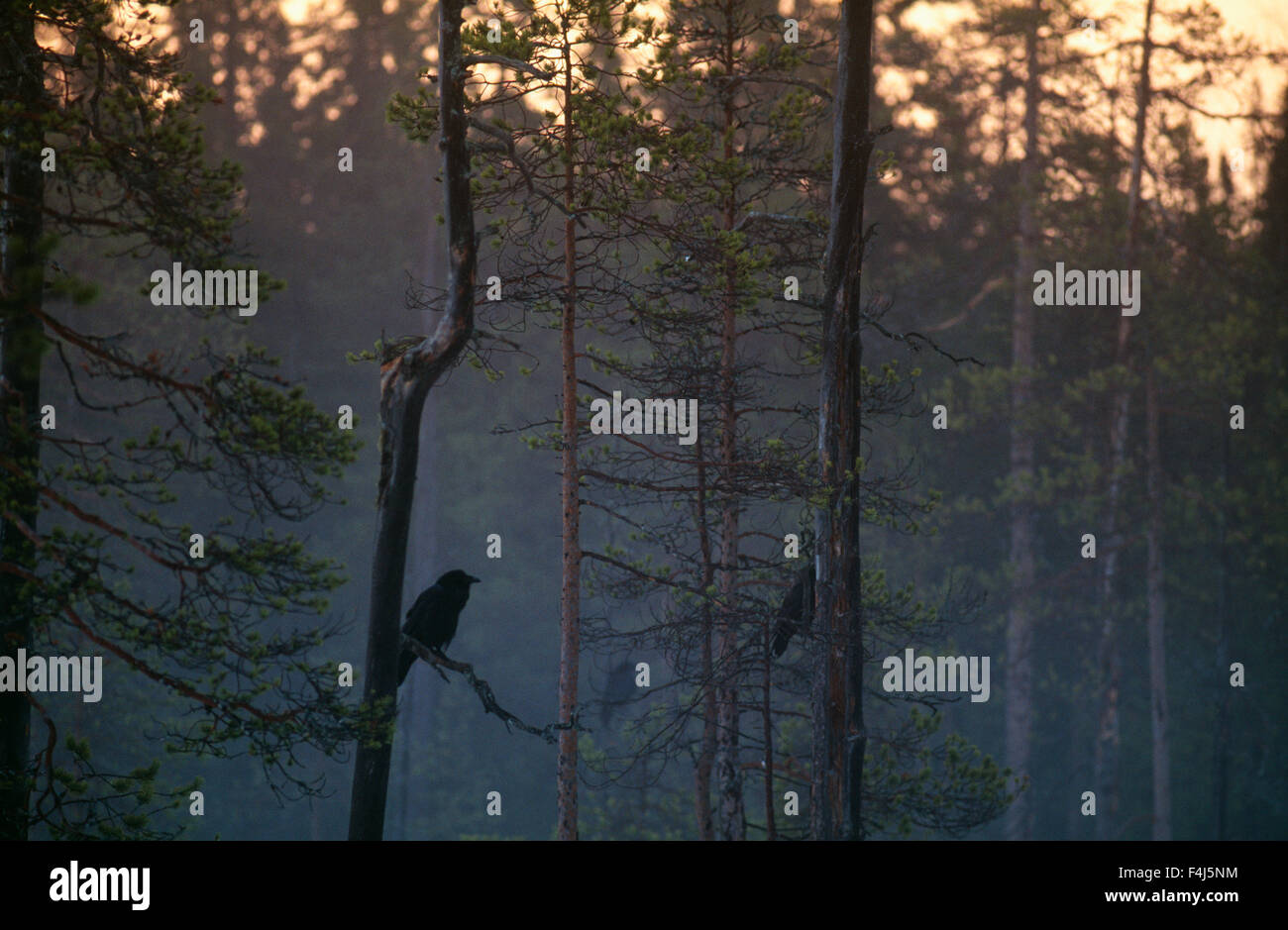 Ravens in trees Stock Photo