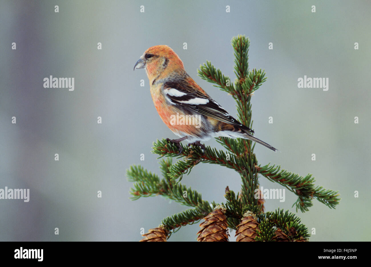 Crossbill in a tree top Stock Photo