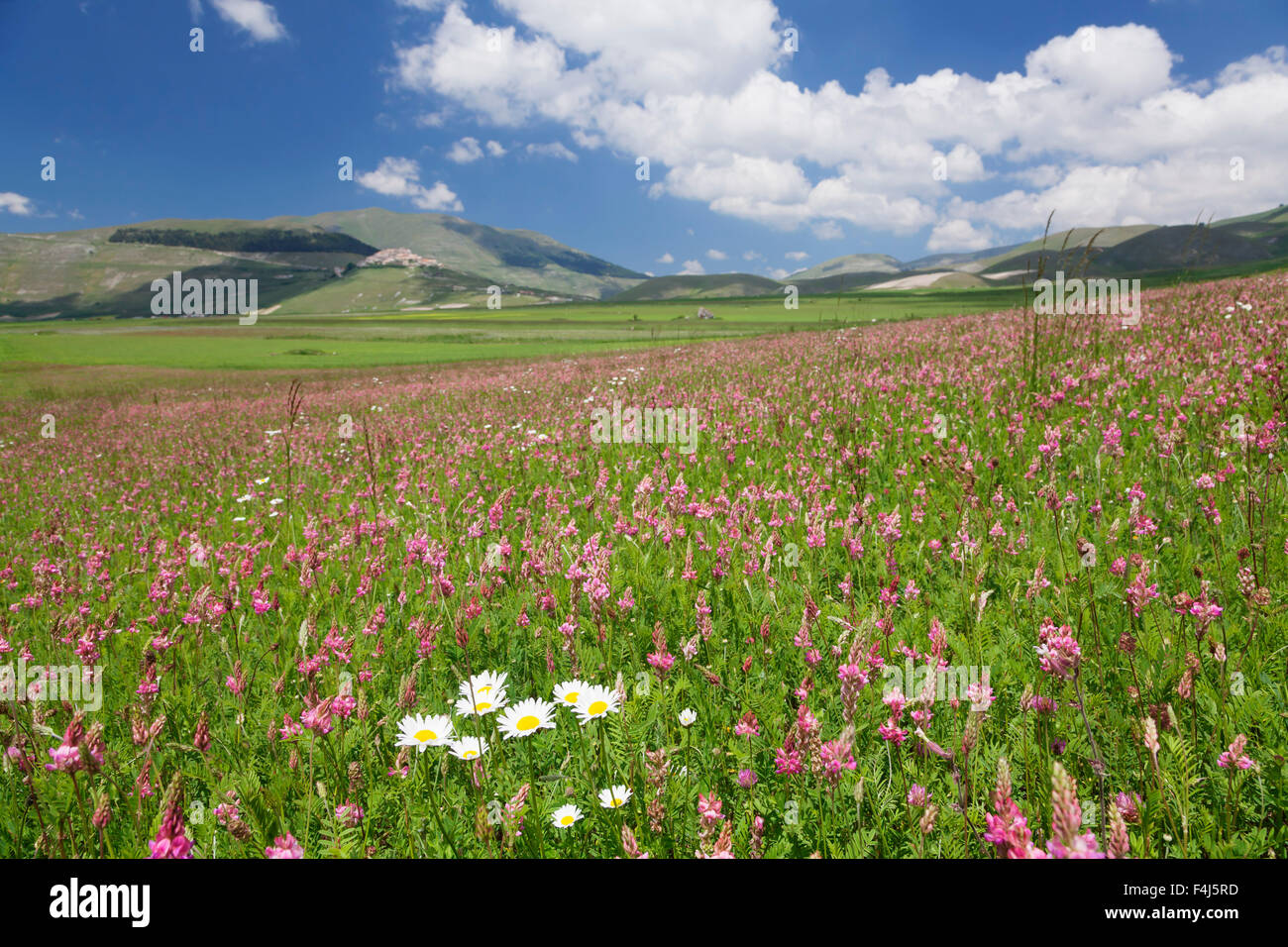 Field of wildflowers, Castelluccio di Norcia, Piano Grande, Monti Sibillini National Park, Perigua District, Umbria, Italy Stock Photo