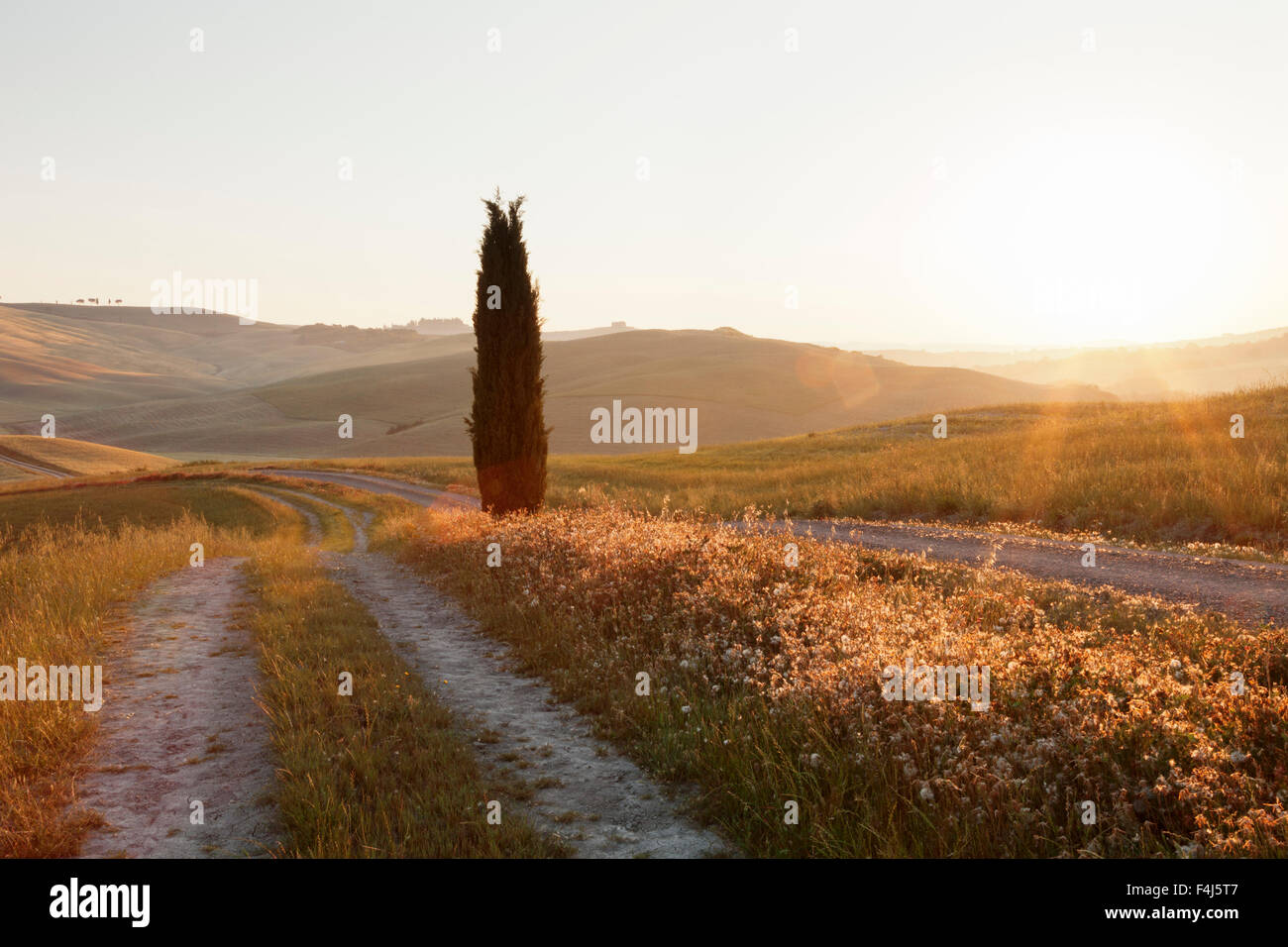 Tuscan landscape with cypress tree at sunrise, near San Quirico, Val d'Orcia, UNESCO, Siena Province, Tuscany, Italy Stock Photo