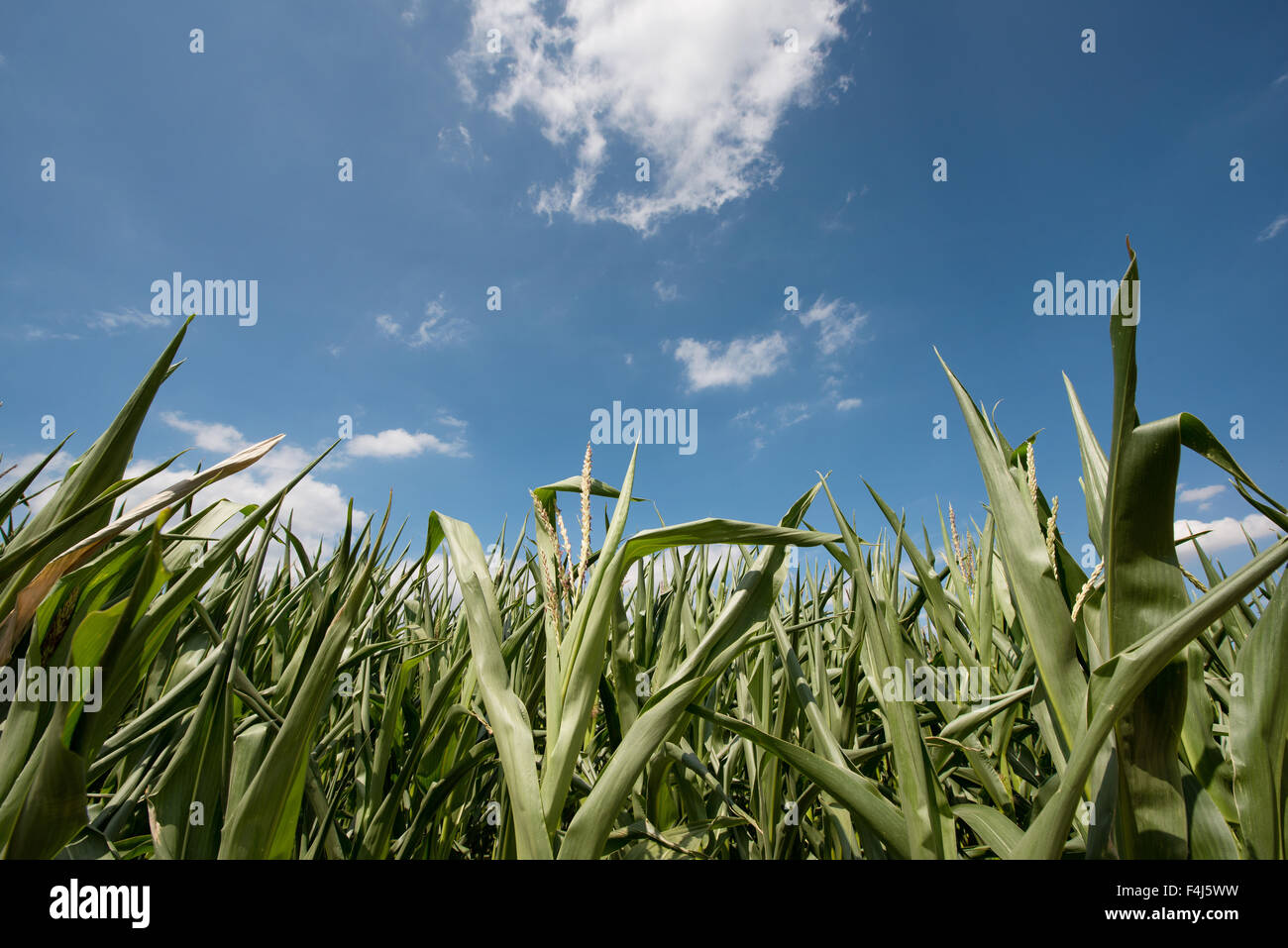 Corn growing under a blue sky, Baden-Wurttemberg, Germany, Europe Stock ...