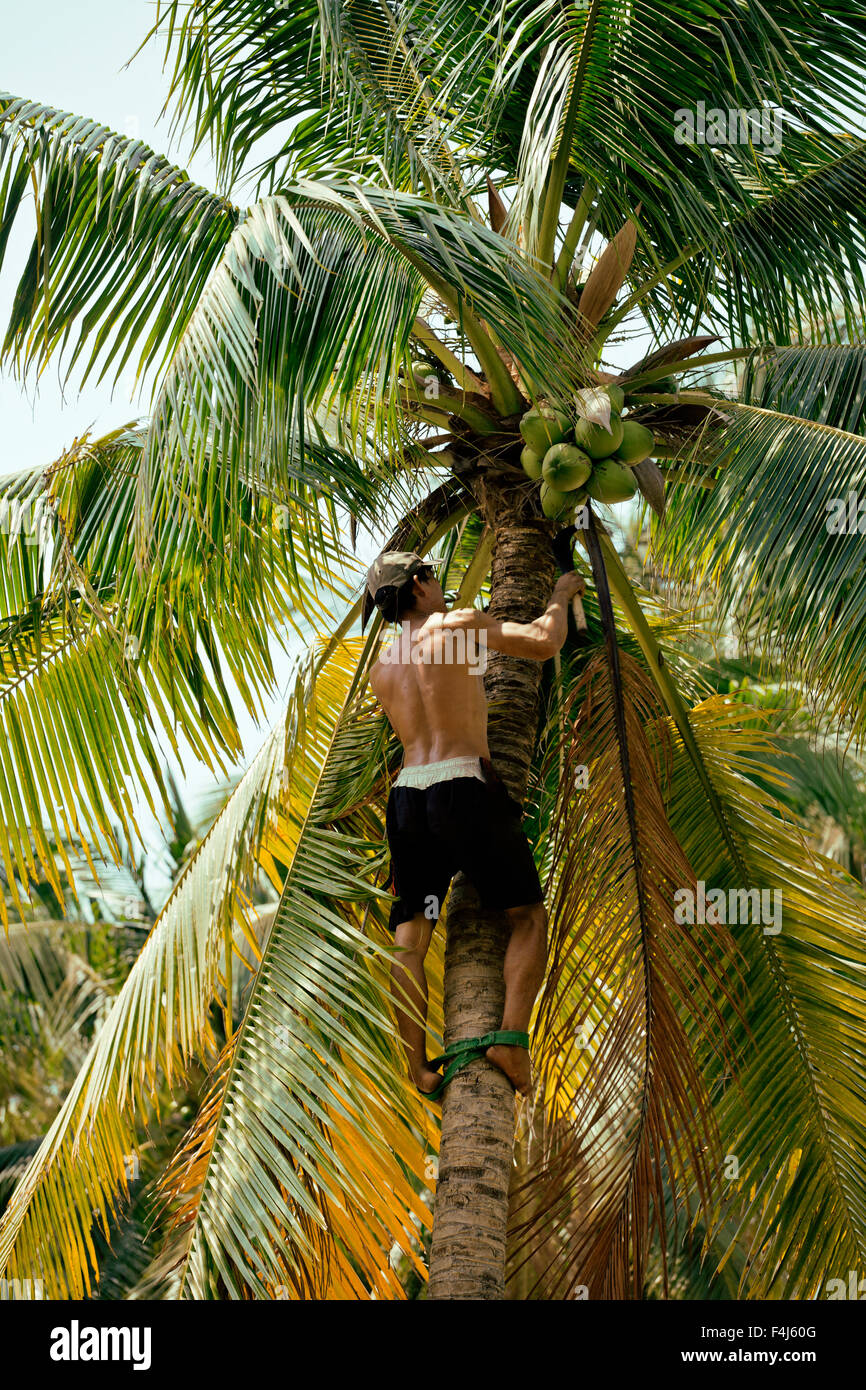 professional climber on coconut treegathering coconuts with rope Stock Photo Alamy