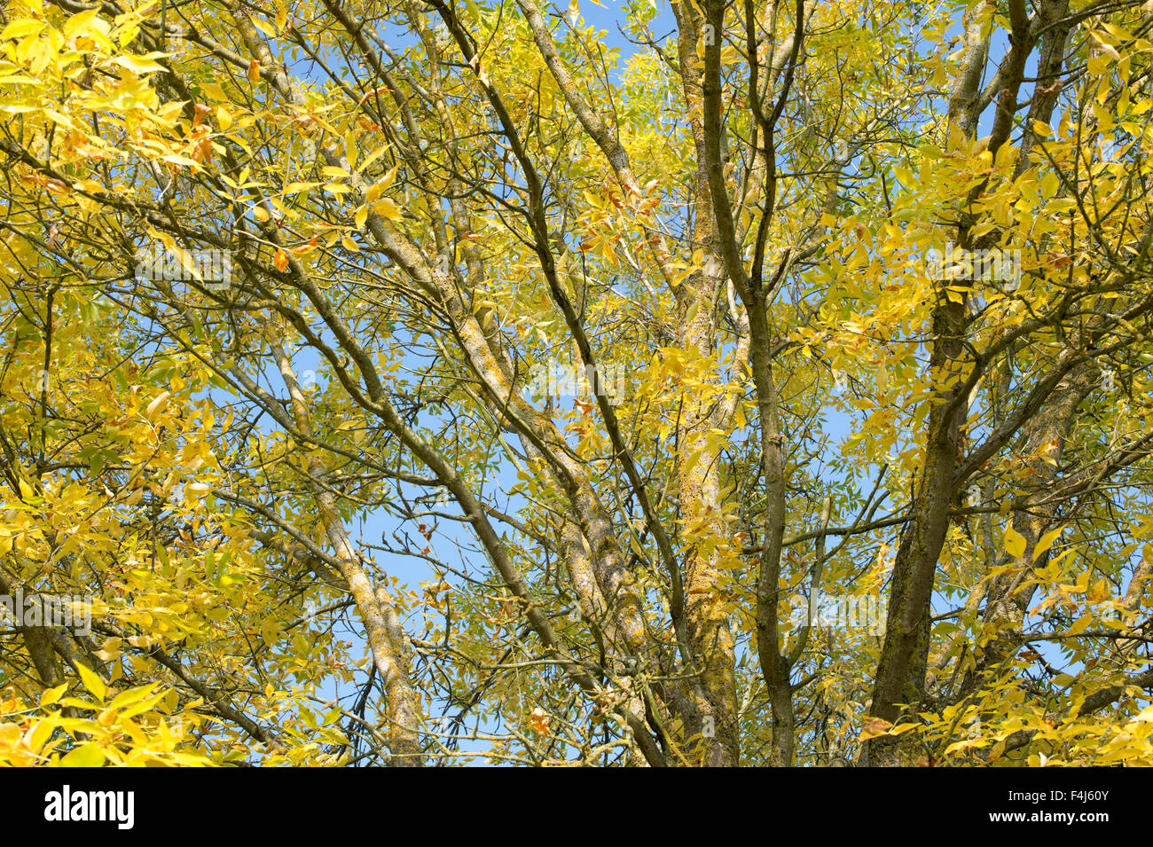 Fraxinus Americana.  Ash tree in autumn against a blue sky in Scotland Stock Photo