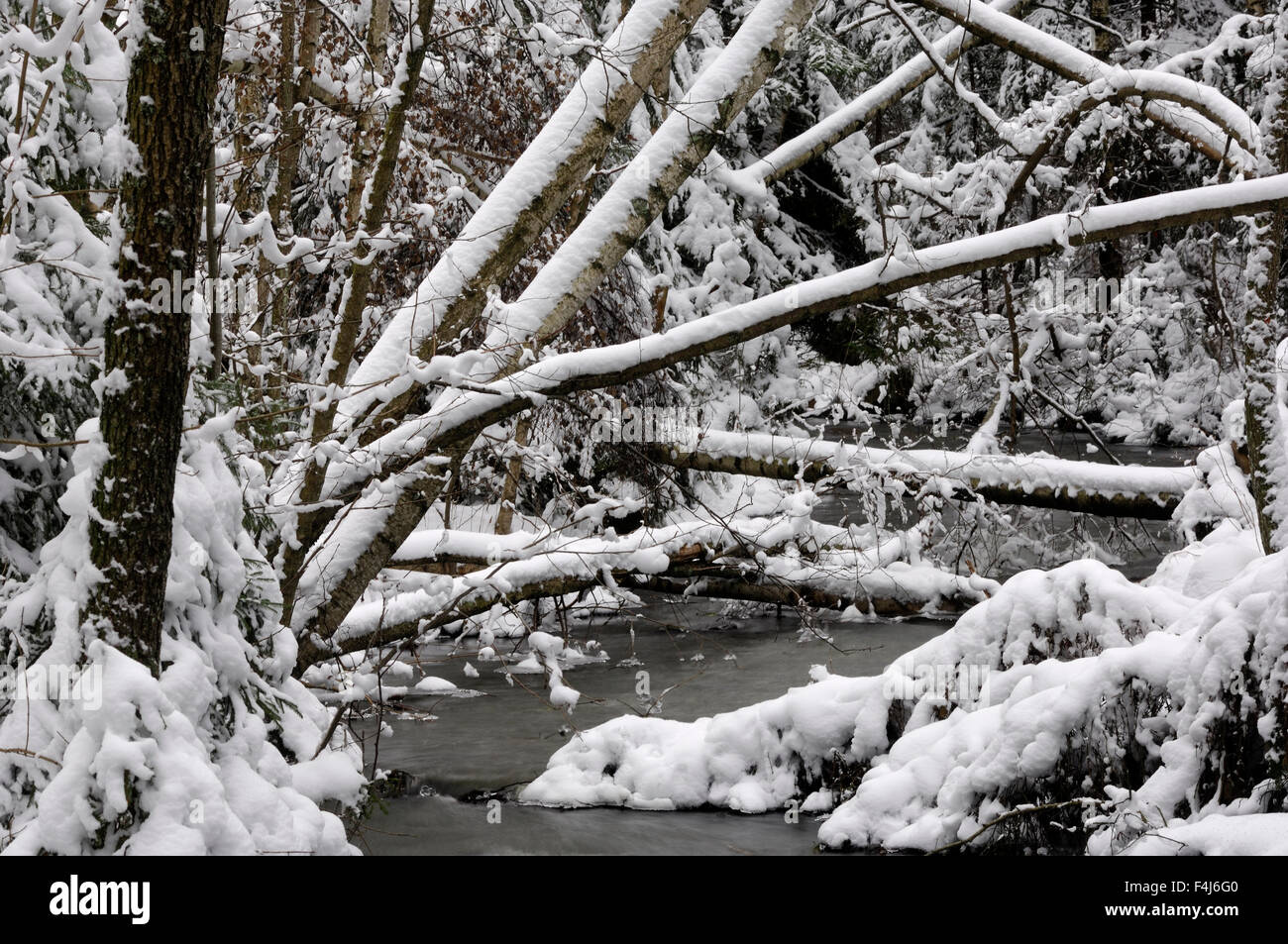 Trees fallen over a creek at winter Stock Photo