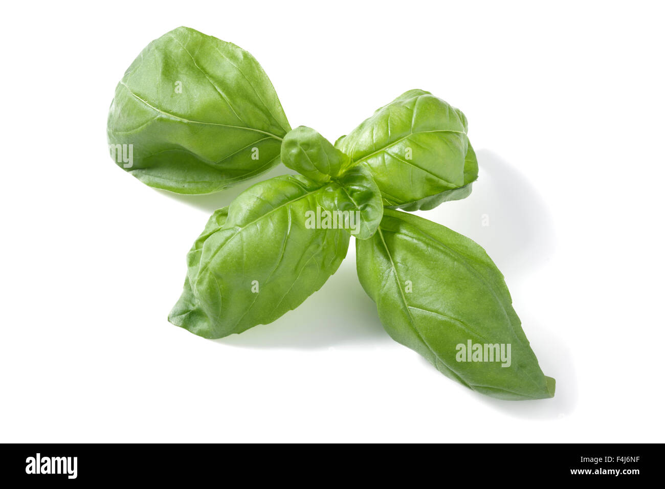 Basil leaves Stock Photo