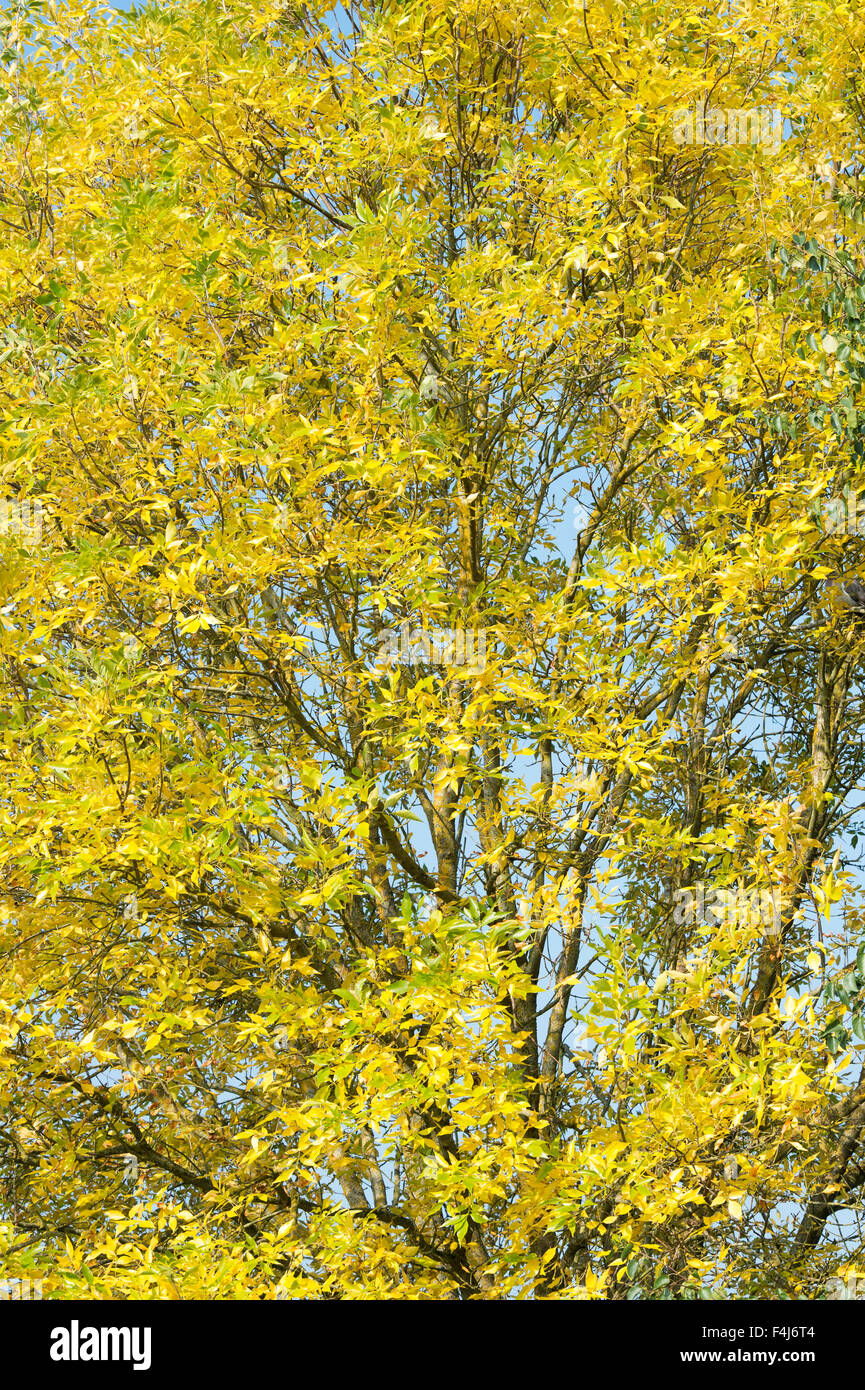 Fraxinus Americana.  Ash tree in autumn against a blue sky Stock Photo