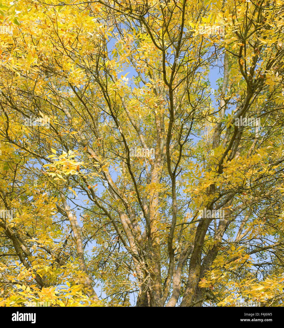 Fraxinus Americana.  Ash tree in autumn against a blue sky Stock Photo