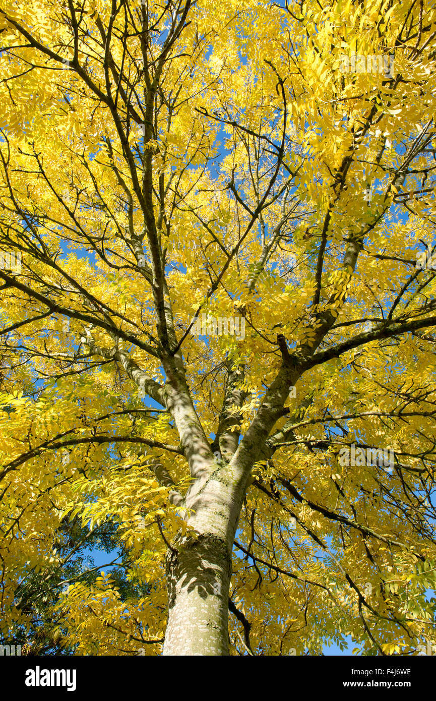 Fraxinus excelsior.  Ash tree in autumn against a blue sky in Scotland Stock Photo