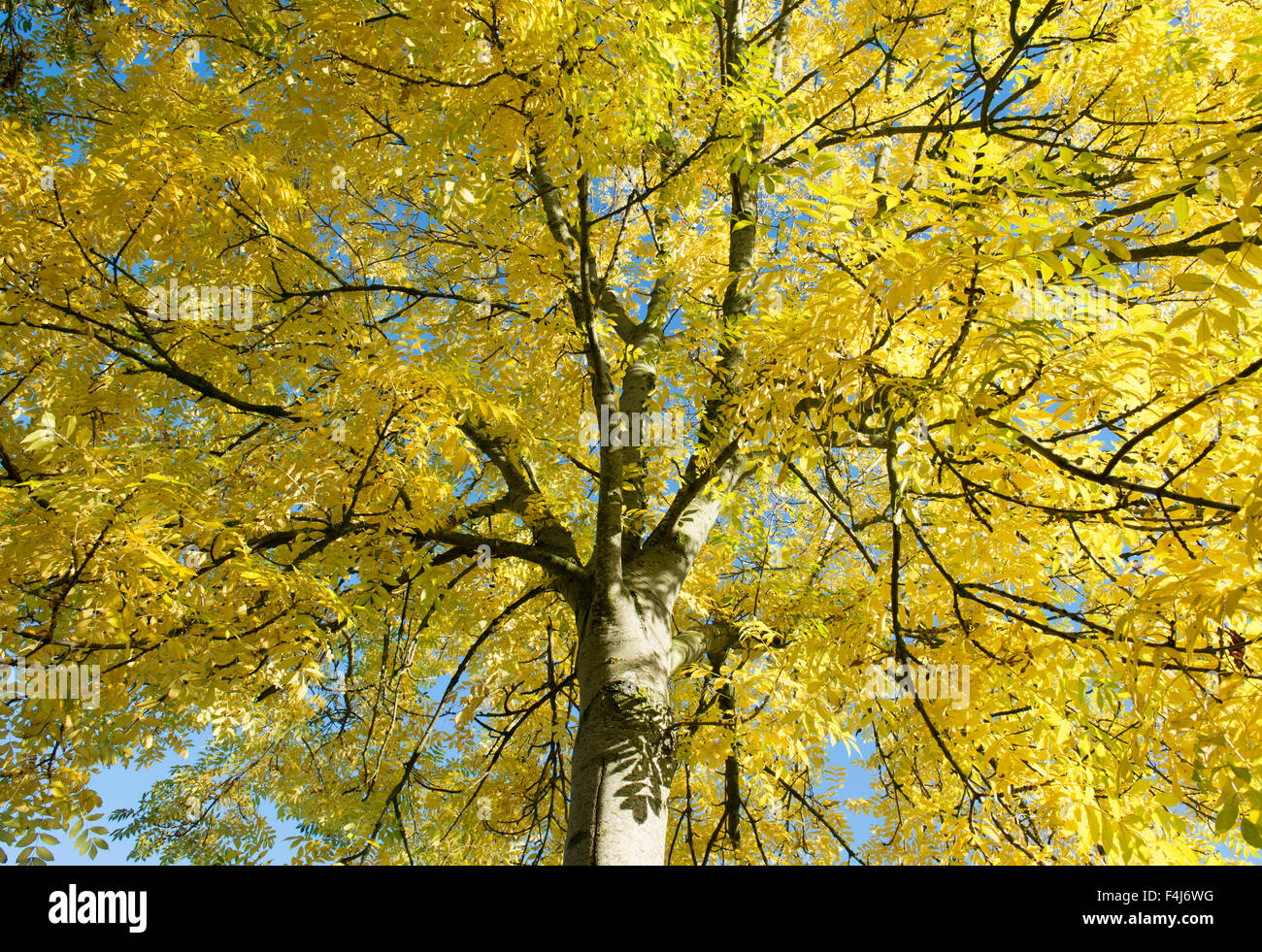 Ash tree fraxinus excelsior trunk hires stock photography and images