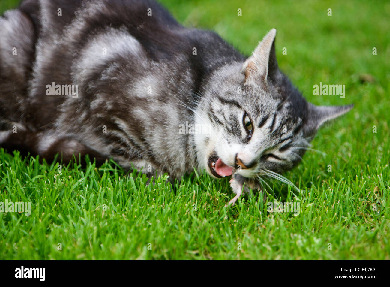 Cat eating rat hi-res stock photography and images - Alamy