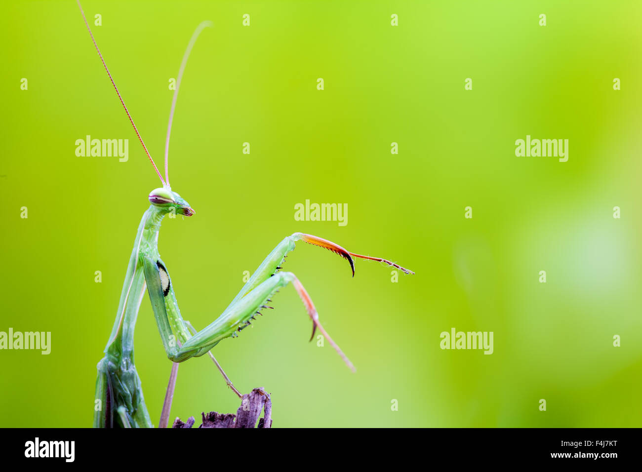 an green mantis crawling over a branch of a tree Stock Photo