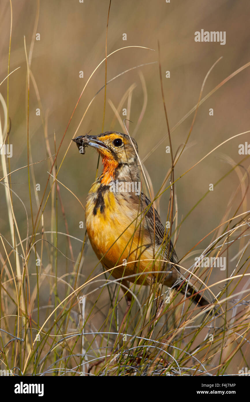 Orange-throated longclaw (Cape longclaw) (Macronyx capensis) with an insect, Mountain Zebra National Park, South Africa, Africa Stock Photo