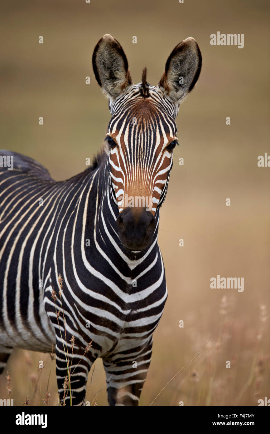 Cape mountain zebra (Equus zebra zebra), Mountain Zebra National Park, South Africa, Africa Stock Photo