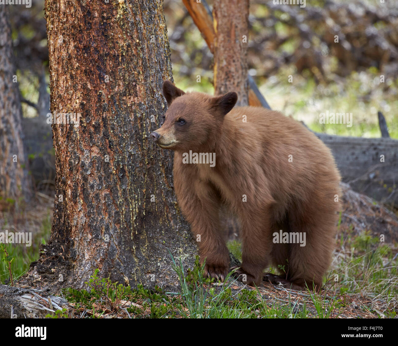 Cinnamon black bear (Ursus americanus) yearling cub, Yellowstone National Park, Wyoming, United States of America, North America Stock Photo