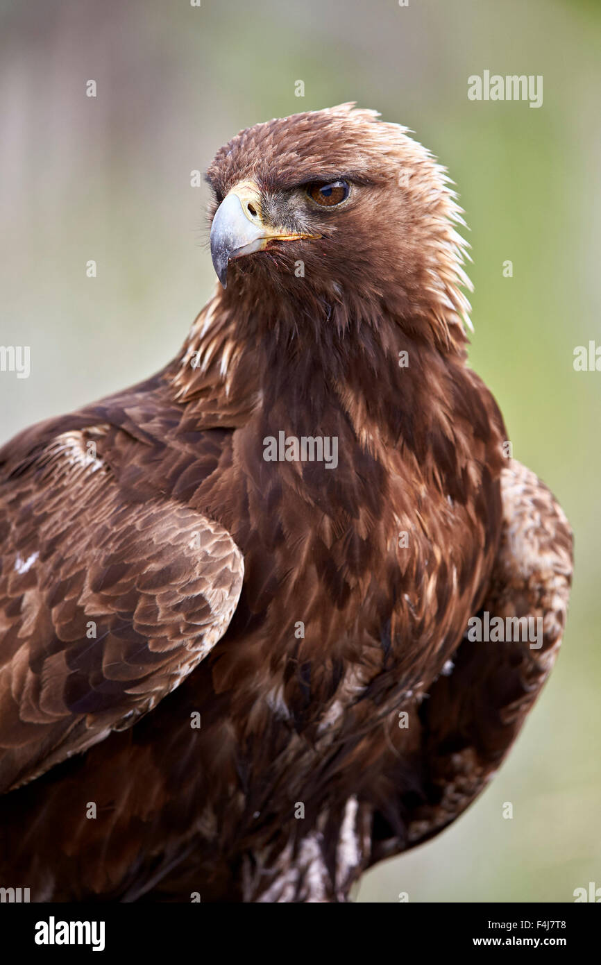 Golden Eagle Aquila Chrysaetos Yellowstone National Park