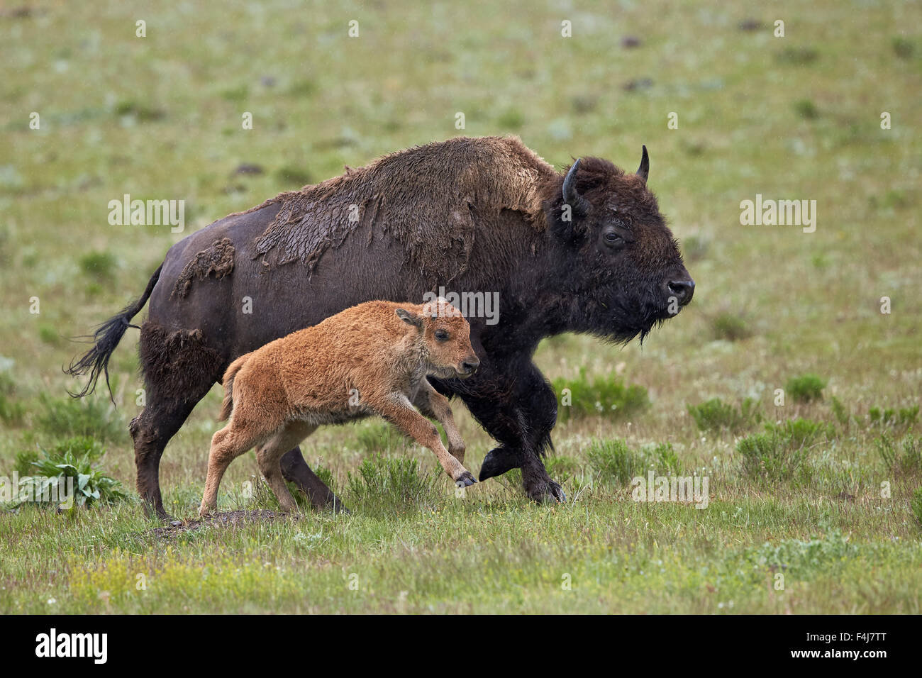 Bison (Bison bison) cow and calf running in the rain, Yellowstone ...