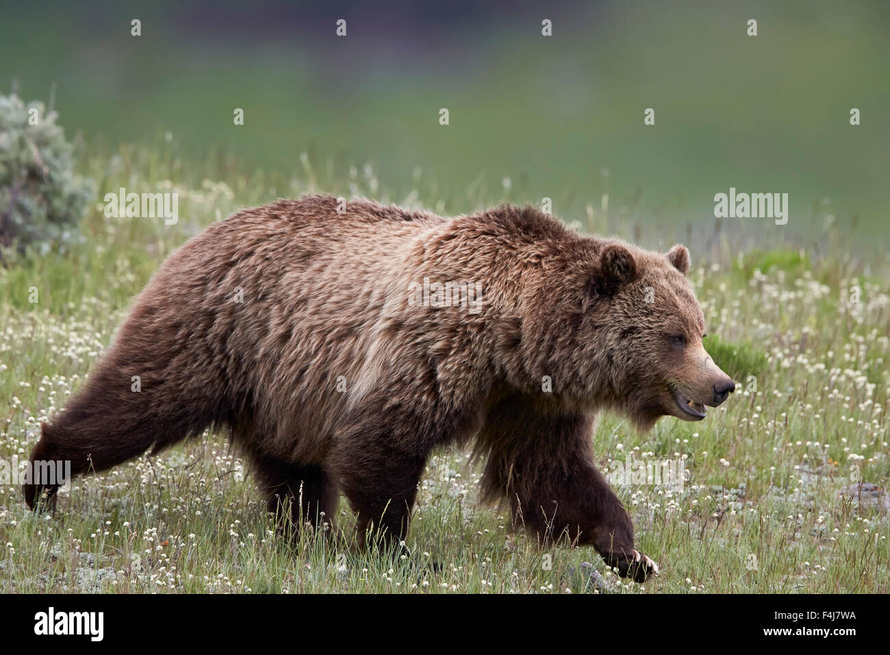 Grizzly Bear (Ursus arctos horribilis), Yellowstone National Park, Wyoming, United States of America, North America Stock Photo