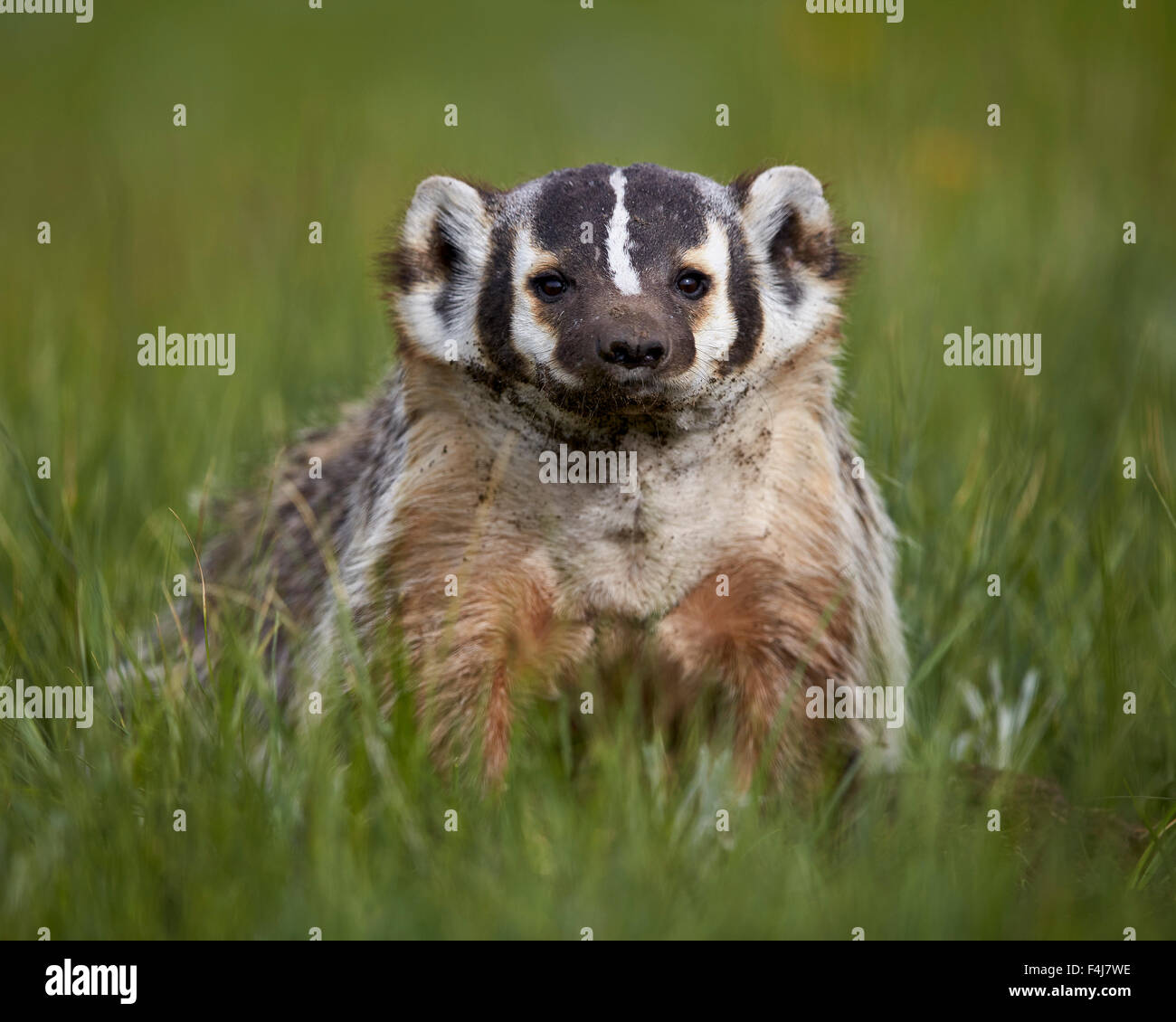American badger (Taxidea taxus), Yellowstone National Park, Wyoming