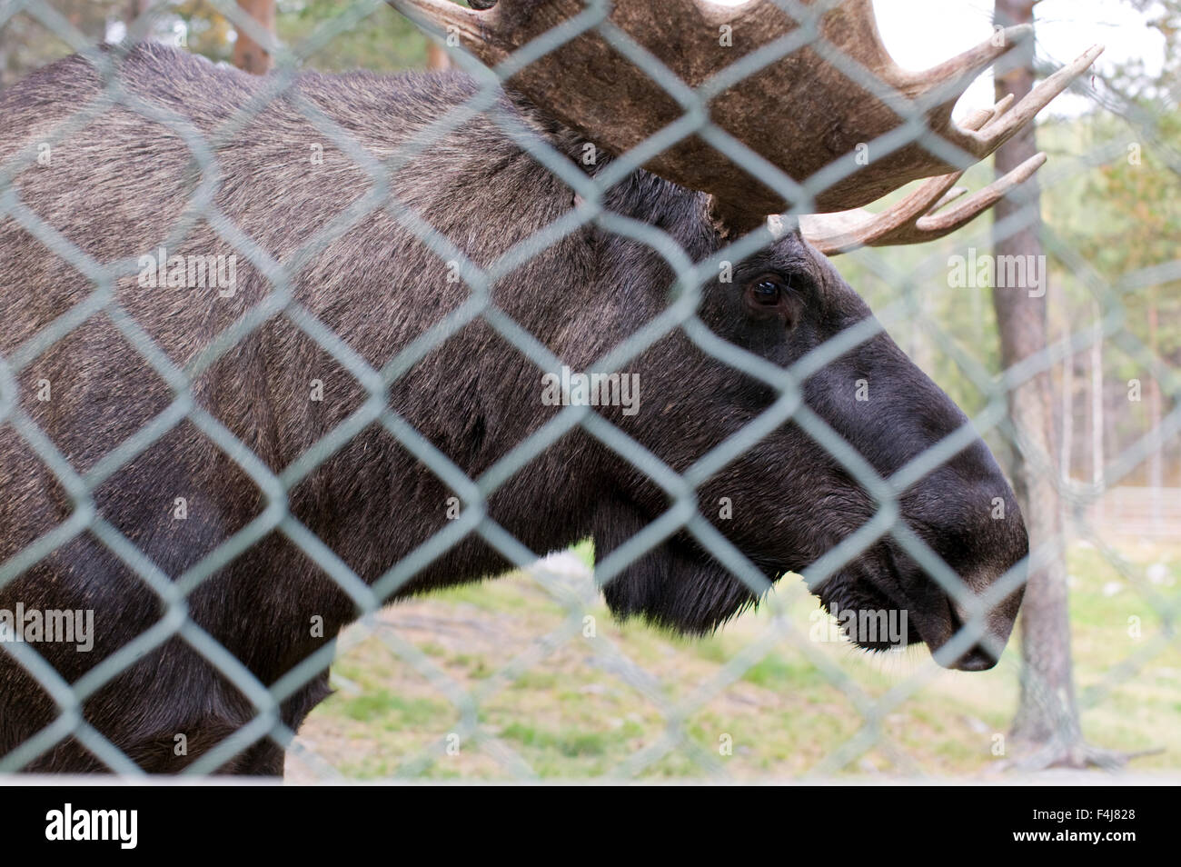 Elk behind a fence Stock Photo - Alamy