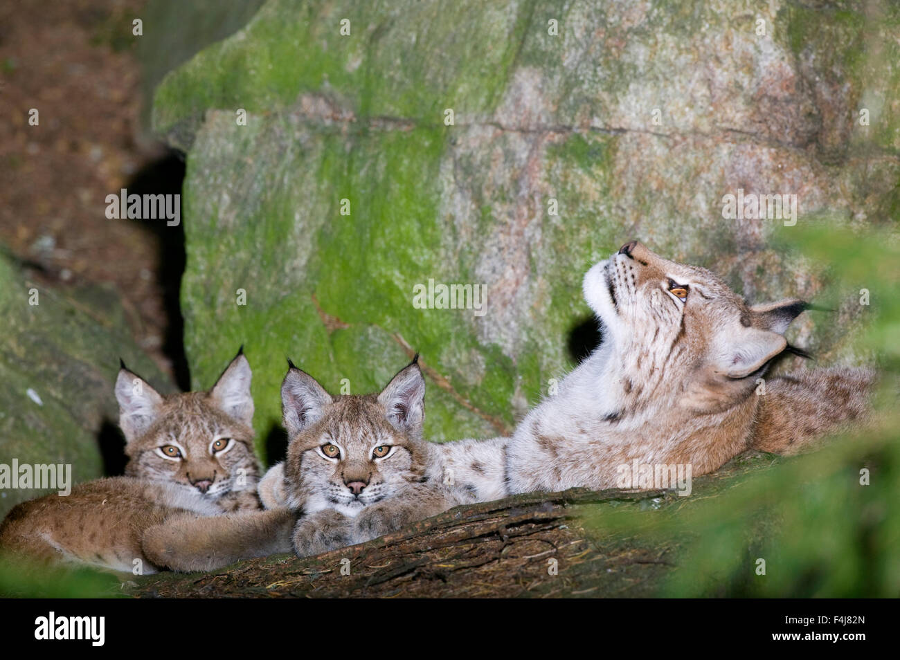 A lynx family Stock Photo - Alamy