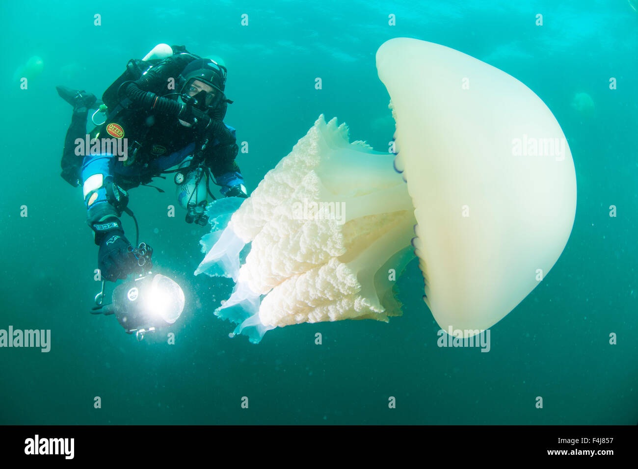 Diver With Giant Barrel Jellyfish Off The South Coast Devon England