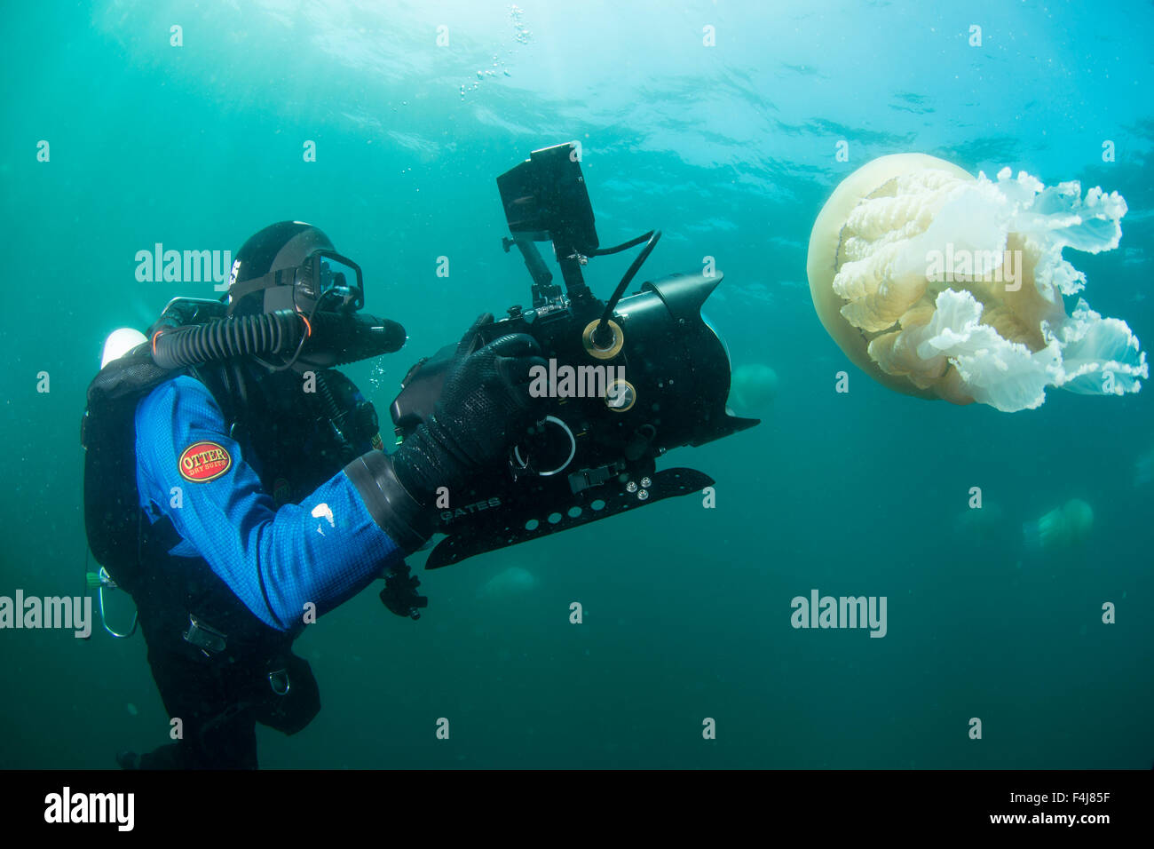 Diver With Giant Barrel Jellyfish Off The South Coast Devon England