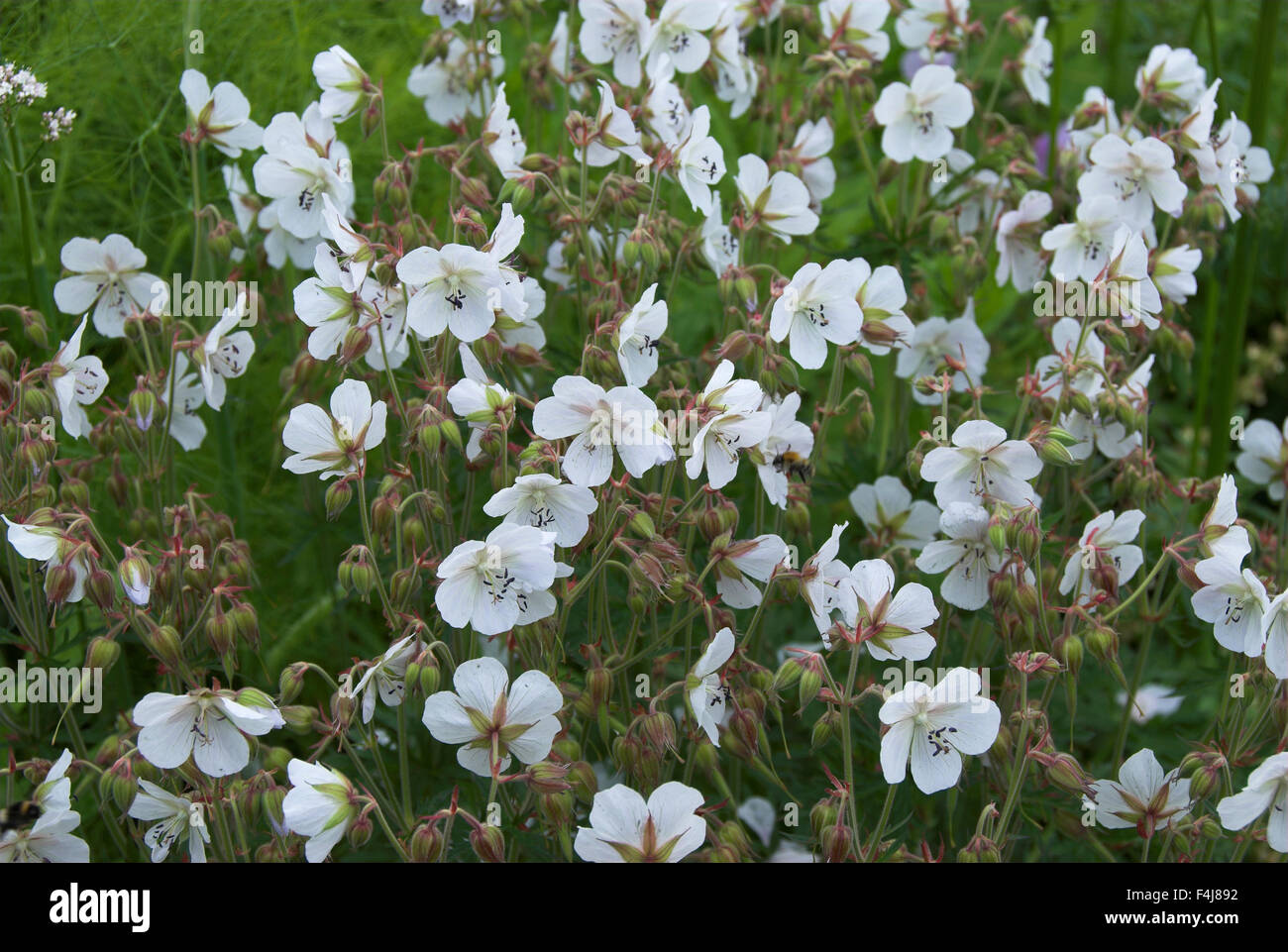 Seedling from geranium pratense Alba Stock Photo