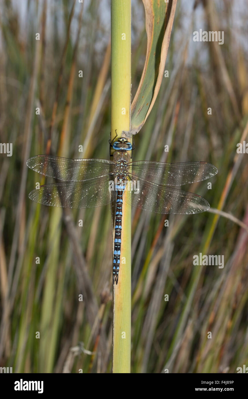 Wide view of a male Migrant hawker sp. Aeshna mixta dragonfly. Stock Photo