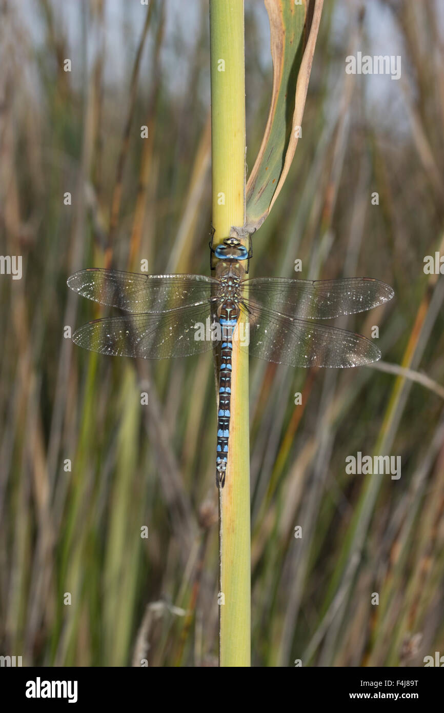Macro image of a male Migrant hawker sp. Aeshna mixta dragonfly. Stock Photo