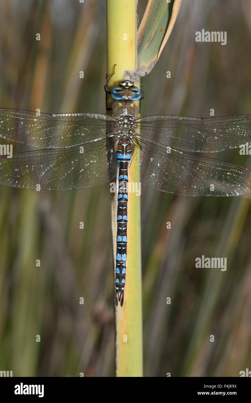 Closeup of a male Migrant hawker sp. Aeshna mixta dragonfly. Stock Photo
