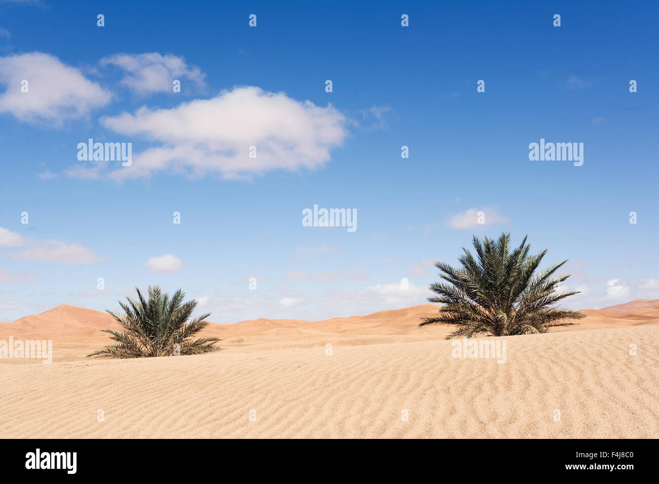 Palm trees in the desert Stock Photo Alamy