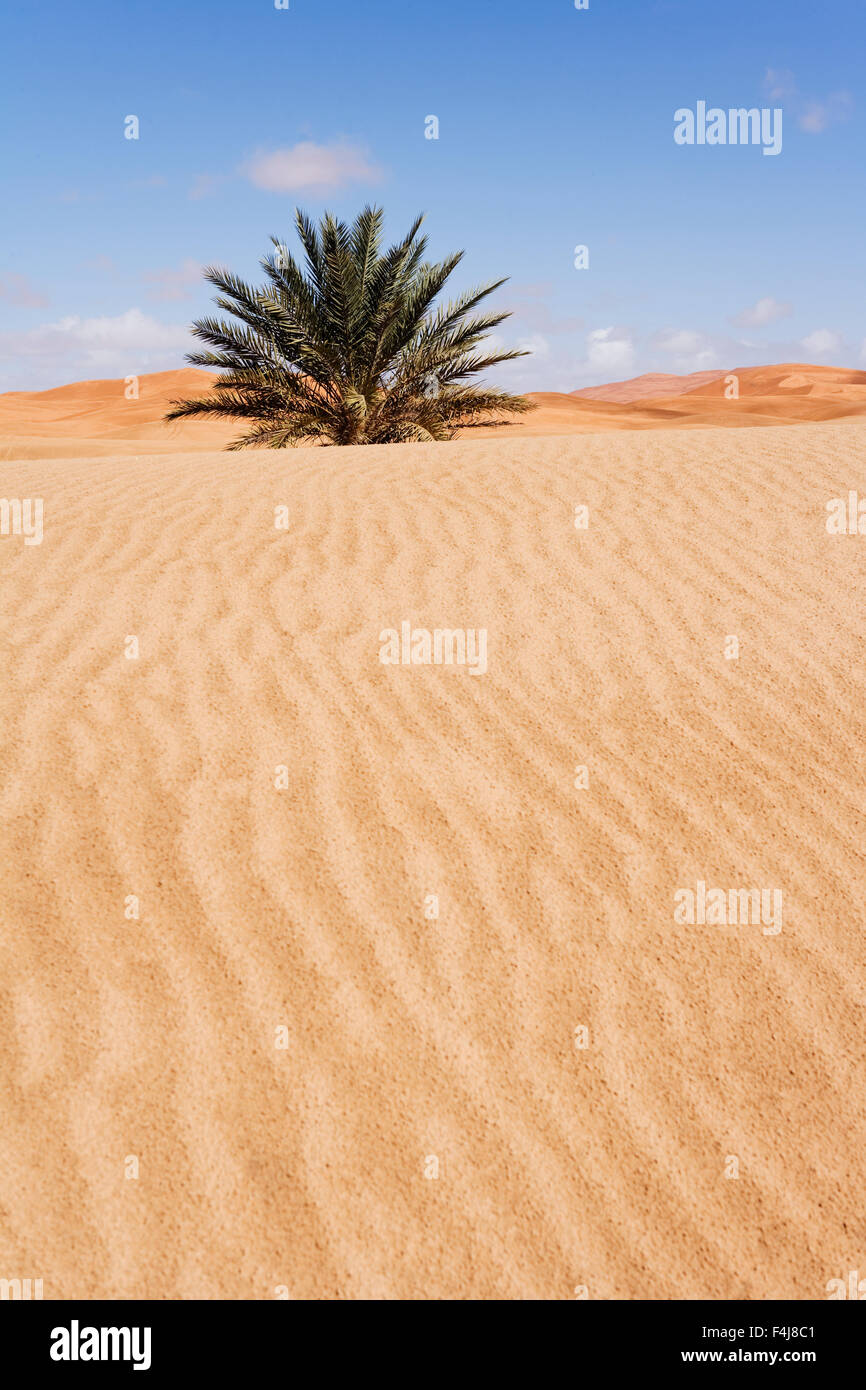 Palm Trees In The Desert Stock Photo Alamy Palm Trees In The Desert Stock Photo Alamy
