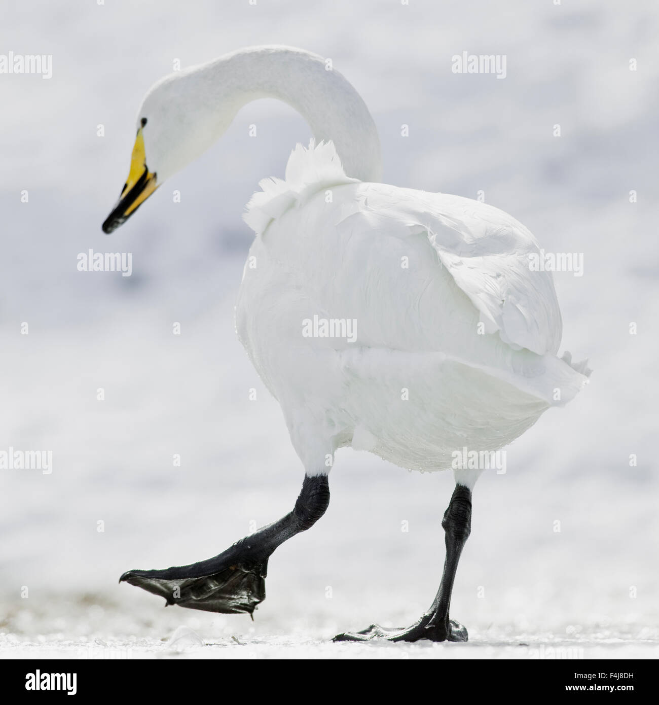 bird color image day diving flipper no people outdoors rear view Scandinavia Skane snow square swan Sweden white whooper swan Stock Photo