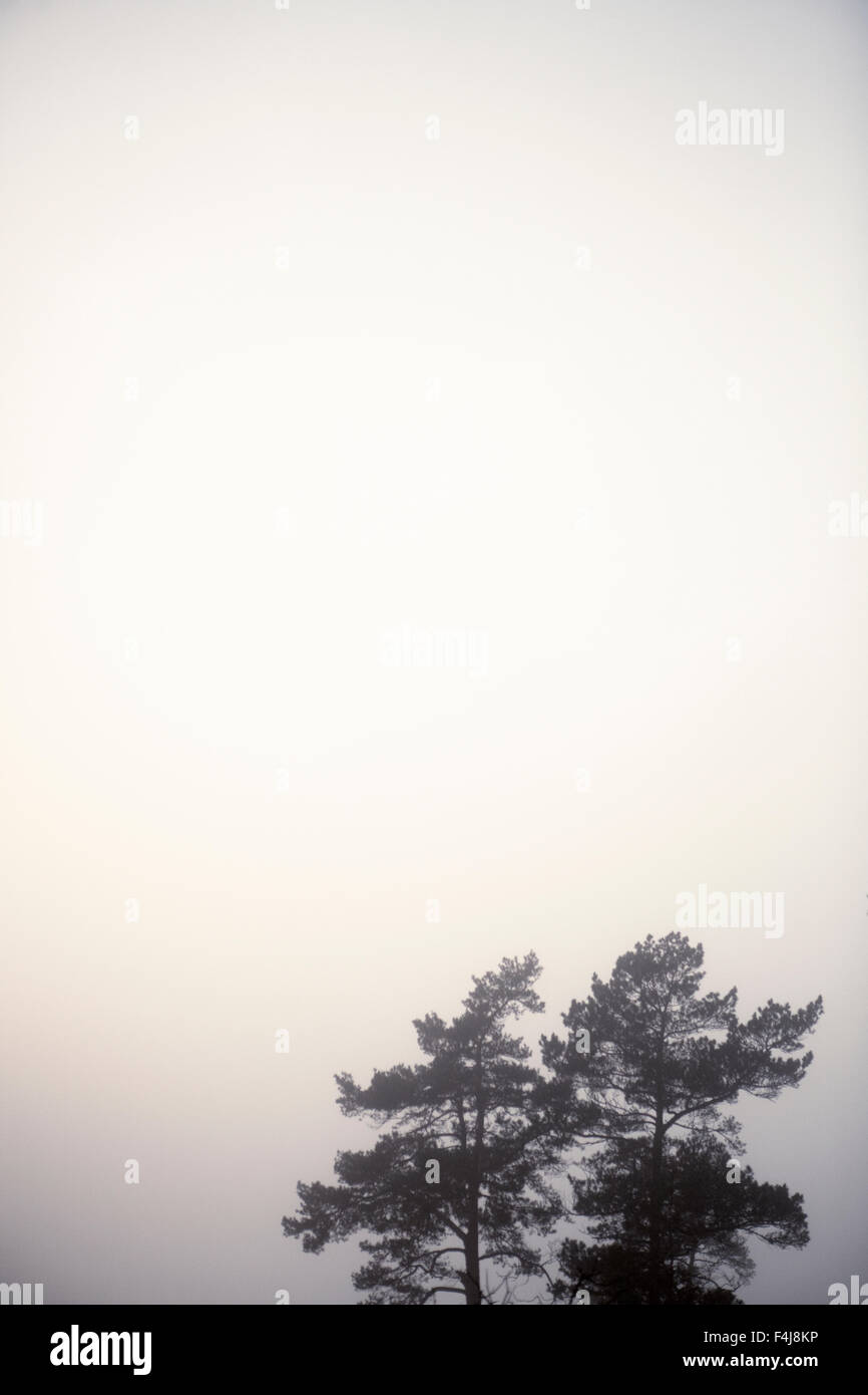 Pine trees by a thick fog, Sweden Stock Photo - Alamy