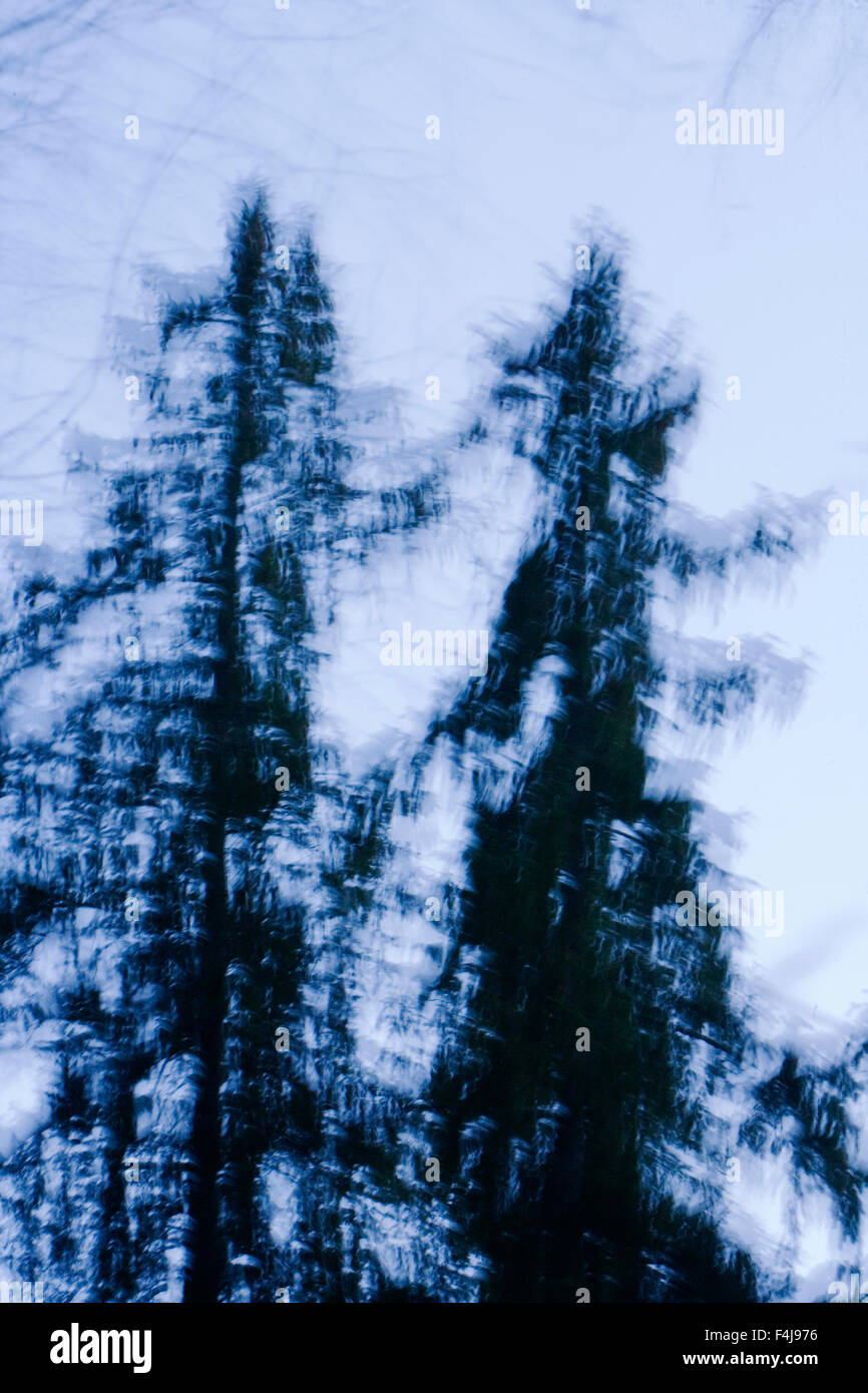 Fir trees silhouette hi-res stock photography and images - Alamy