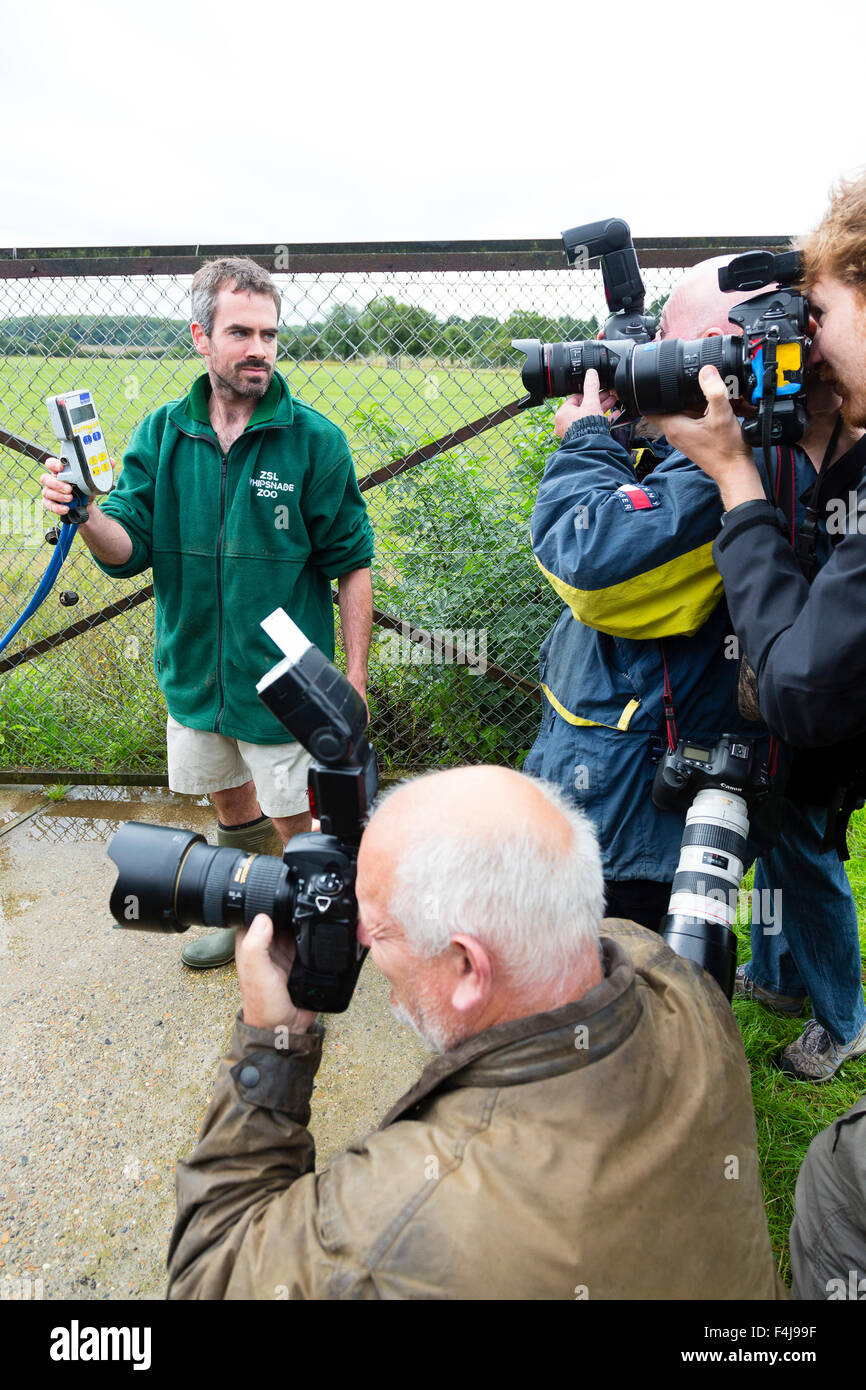Whipsnade Zoo, Bedfordshire, UK, 26th August 2015. Photographers at a photocall for Whipsnade Zoo's annual weigh-in. Stock Photo