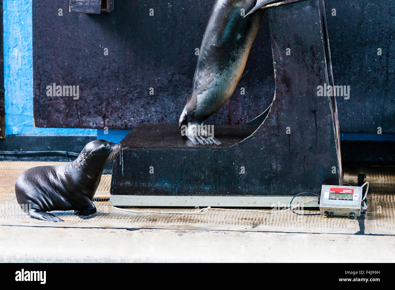 Whipsnade Zoo, Bedfordshire, UK, 26th August 2015. Baby sealion Oscar next to a set of scales during the zoo's annual weigh-in. Stock Photo