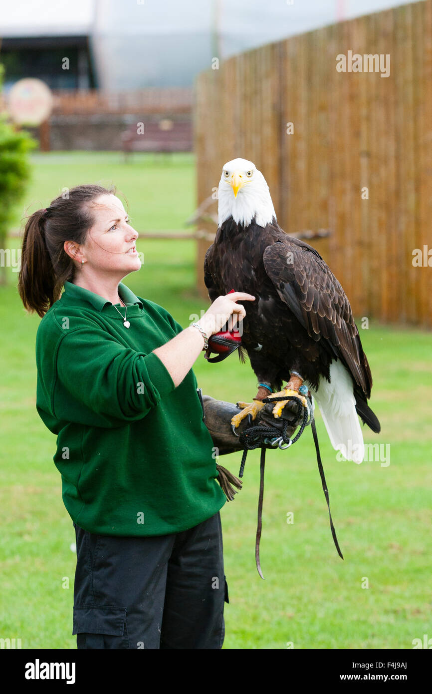 Whipsnade Zoo, Bedfordshire, UK, 26th August 2015. ZSL keeper Becky Feenan with Apache the bald eagle Stock Photo
