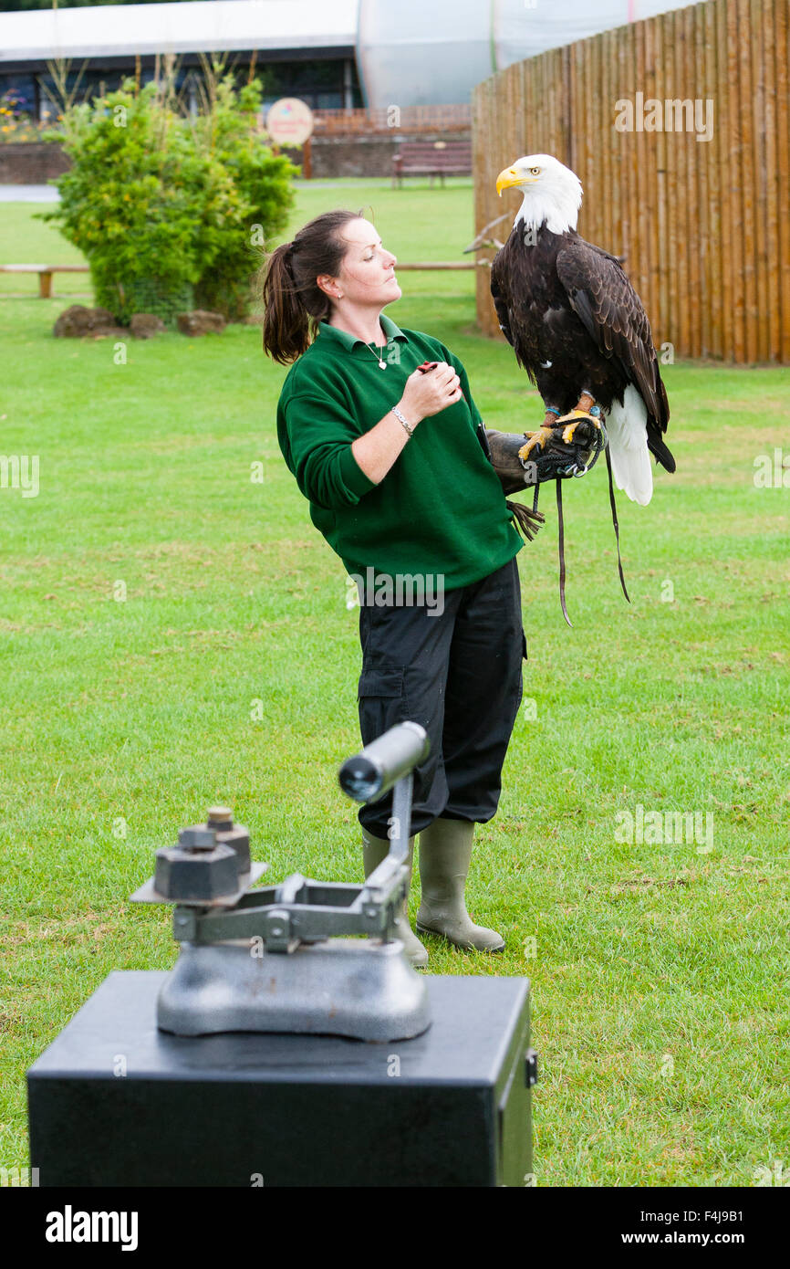 Whipsnade Zoo, Bedfordshire, UK, 26th August 2015. ZSL keeper Becky Feenan with Apache the bald eagle during the zoo's annual we Stock Photo