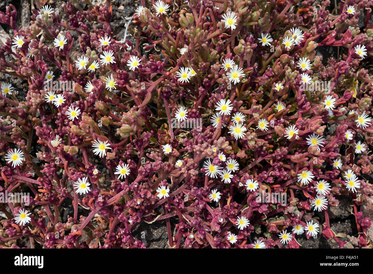 Slenderleaf iceplant (Mesembryanthemum nodiflorum), Gran Canaria, Canary Islands, Spain Stock Photo
