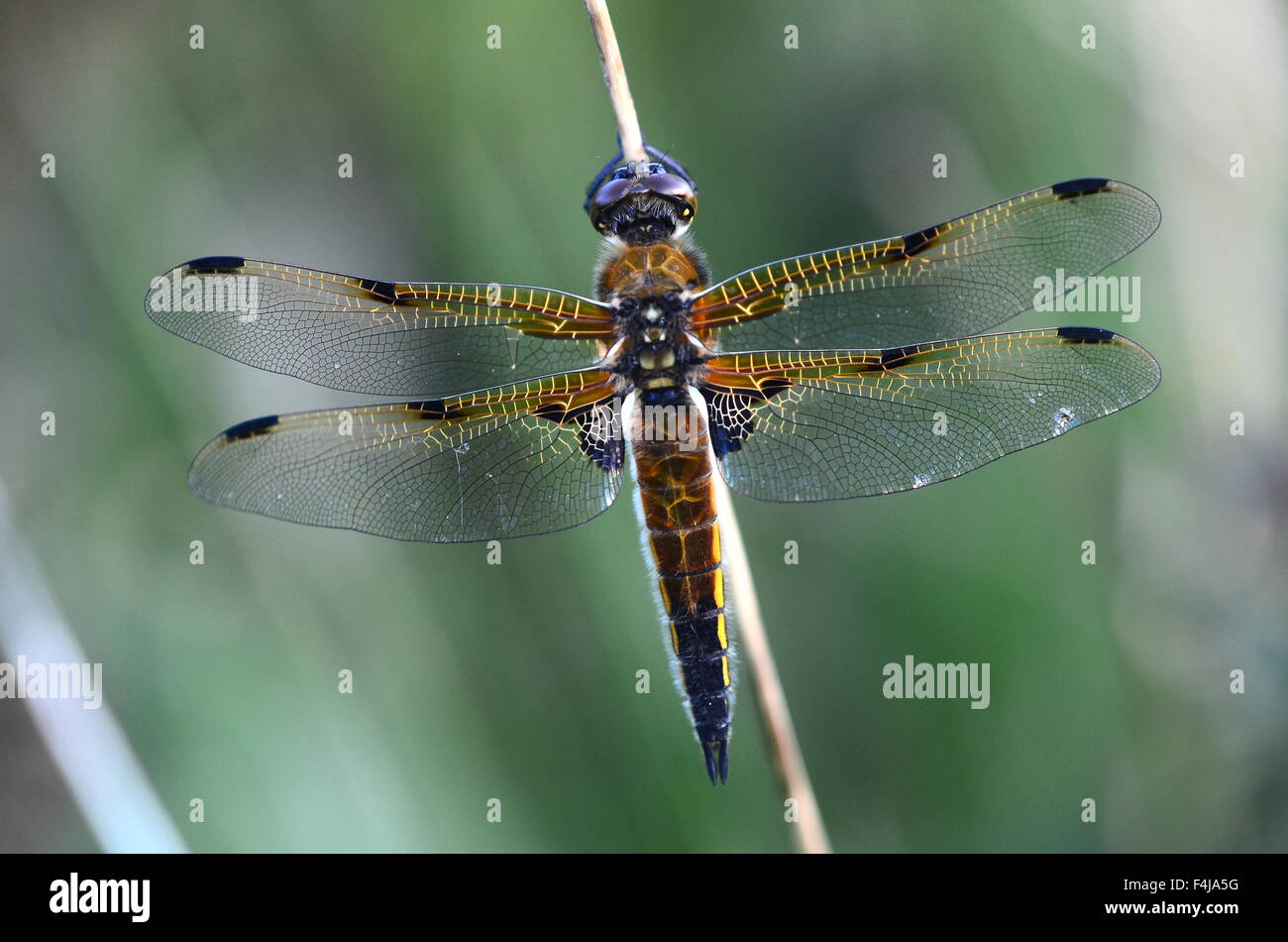 A four-spotted chaser dragonfly at rest on a reed UK Stock Photo
