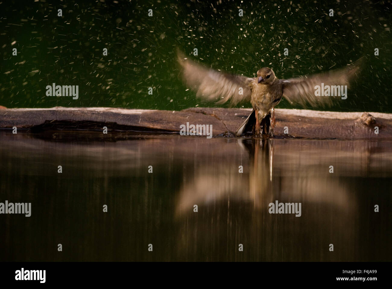A bathing chaffinch Stock Photo