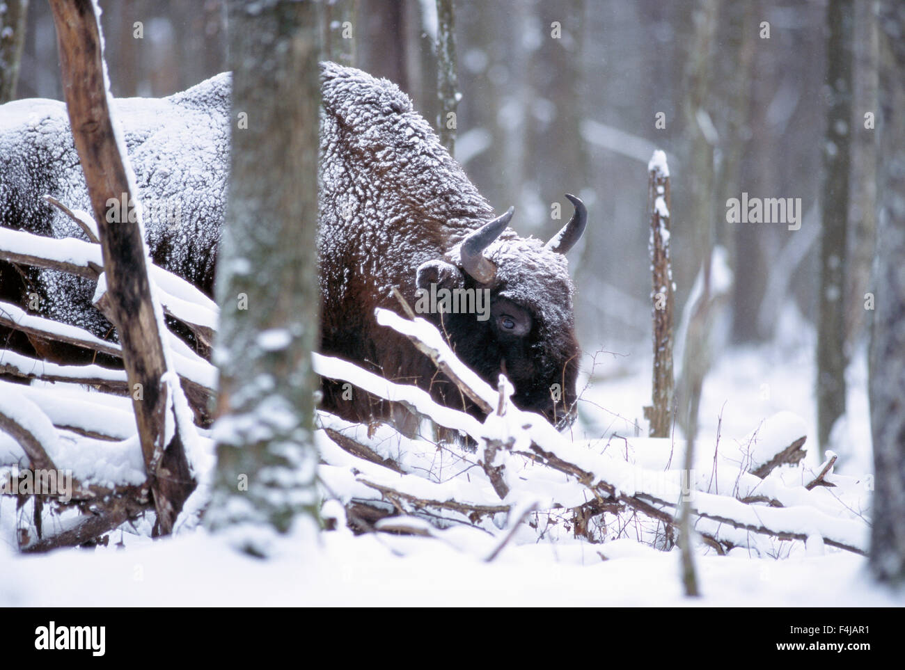 Bison in snow covered hi-res stock photography and images - Alamy