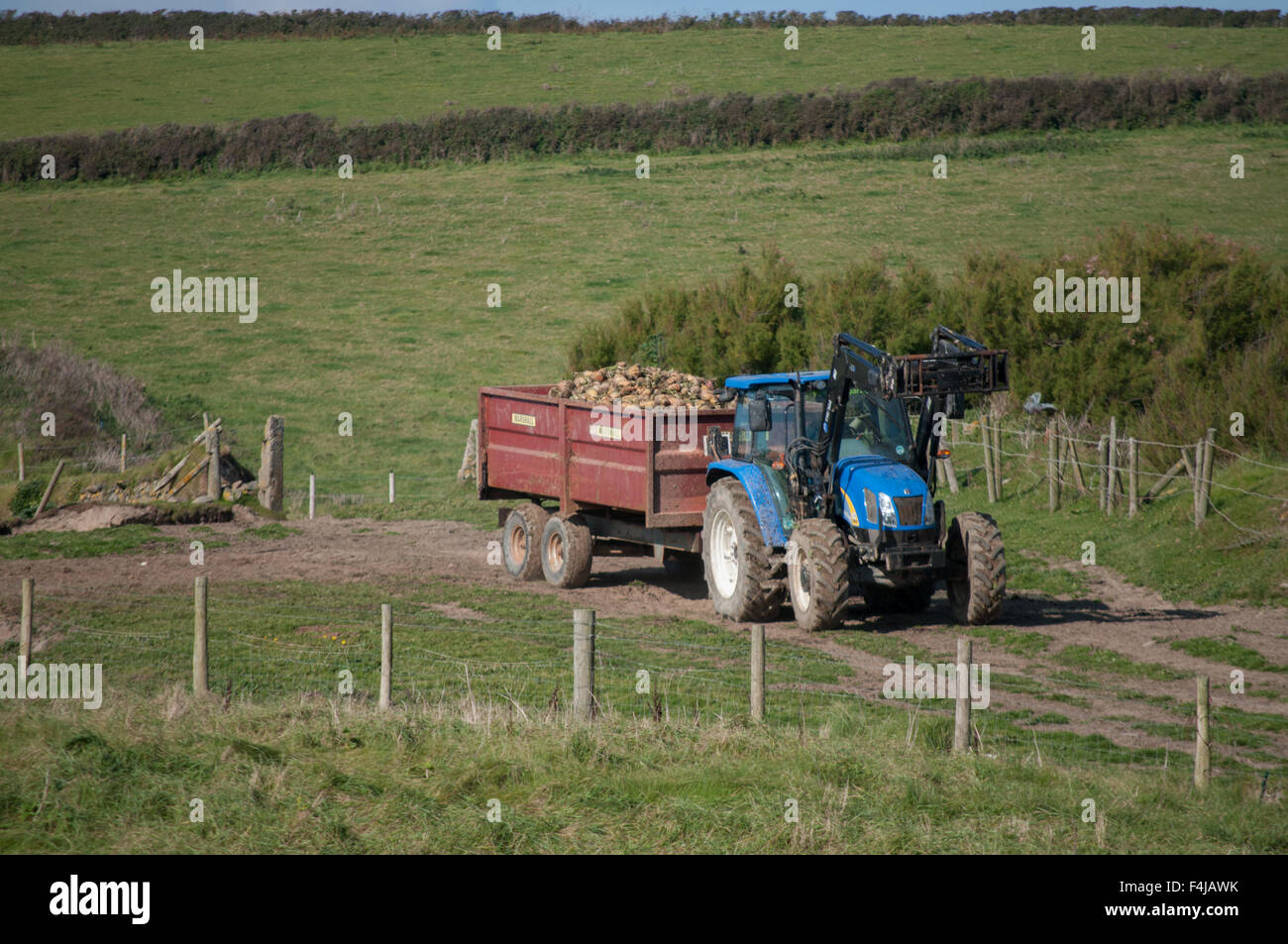 A tractor bringing turnips in from the field. Stock Photo