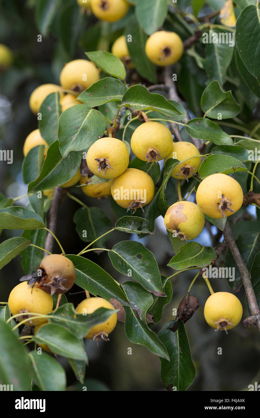 Wild Pear, fruit, Wilde Birne, Frucht, Früchte, Birnen, Wildbirne, Wilder Birnbaum, Holzbirne, Holz-Birne, Pyrus pyraster Stock Photo