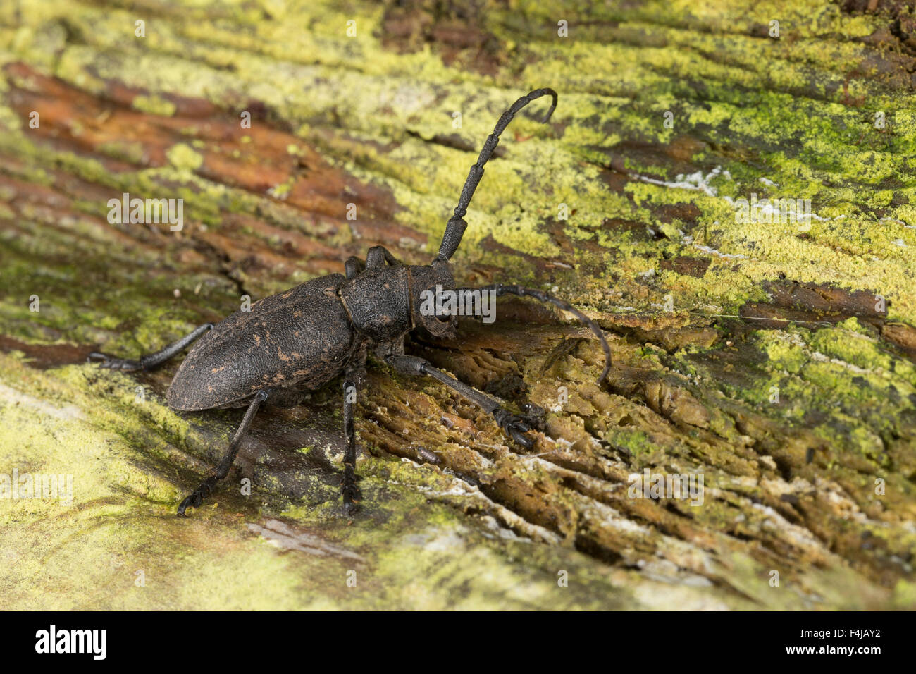 Weaver beetle, Weberbock, Weber-Bock, Lamia textor, Pachystola textor, le Lamie tisserand Stock Photo