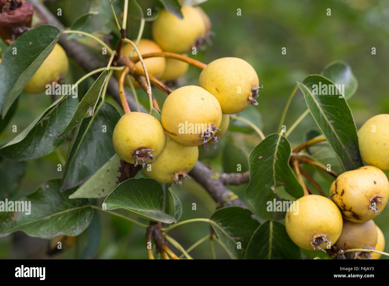 Wild Pear, fruit, Wilde Birne, Frucht, Früchte, Birnen, Wildbirne, Wilder Birnbaum, Holzbirne, Holz-Birne, Pyrus pyraster Stock Photo