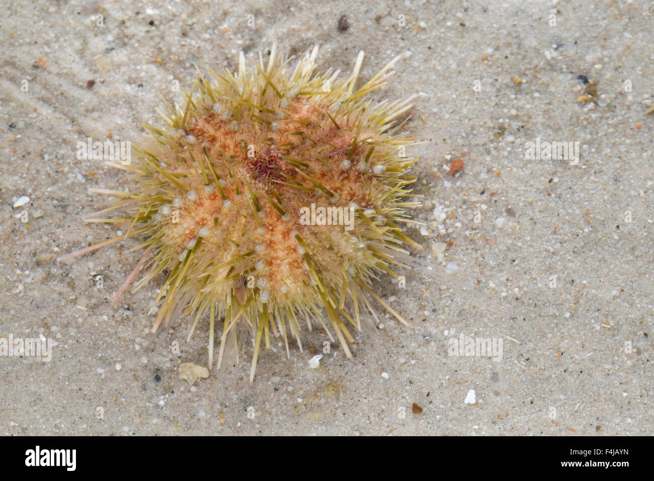 Elegant sea urchin, Schöner Seeigel, Hübscher Seeigel, Echinus elegans, Gracilechinus elegans Stock Photo